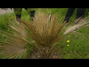 Stechpalmen überwintern