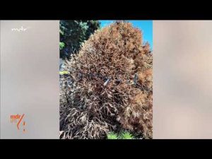 Zuckerhutfichte wird braun