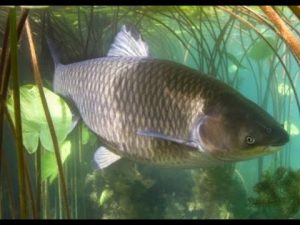 Können Karpfen gegen Algen im Teich helfen?