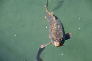 Können Karpfen gegen Algen im Teich helfen?