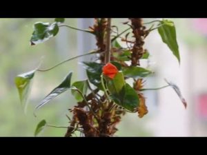 Flamingoblume kränkelt