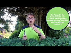 Buchsbaum einfach vermehren