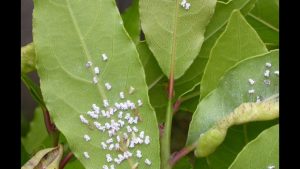 Schildläuse am Lorbeer bekämpfen