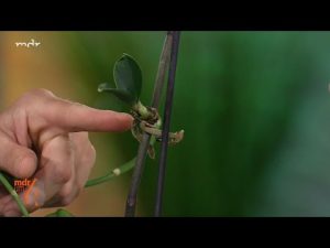 Orchideen vermehren