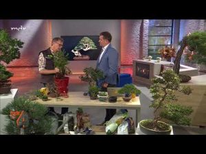 Wie entsteht ein Bonsai