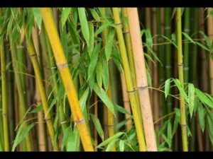 Bambus vermehren