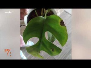Monstera hat braune Stellen