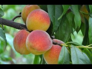 Pfirsich hat schwarze Punkte