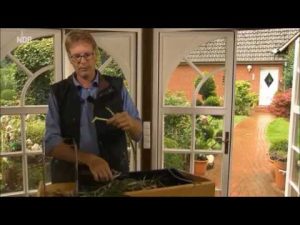 Bildung von Wurzeln natürlich fördern