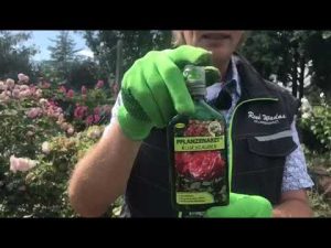 Mehltau und Rosenrost an Rosen