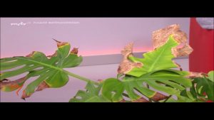 “MDR um vier”: Sonnenbrand bei Monstera natürlich behandeln