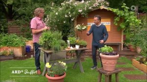 Blattläuse natürlich vertreiben