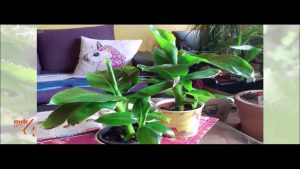 “MDR um vier”: Bananenpflanzen natürlich pflegen