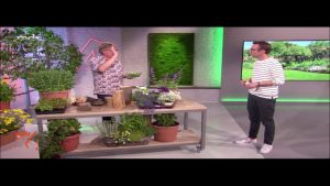 “MDR um vier”: Braunfäule bei Tomaten natürlich verhindern