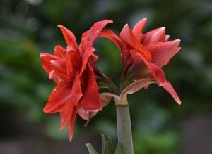 “MDR um vier”: Amaryllis wieder zum Blühen bringen