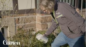 Buchsbaumtriebsterben