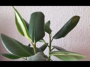 Gummibäume richtig gießen