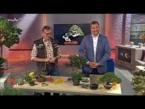Die richtige Bonsai Pflege