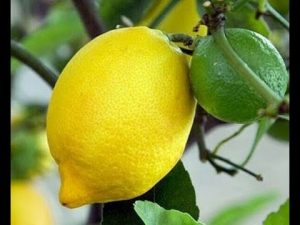 Zitronenbaum überwintern