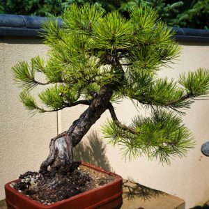Bonsai