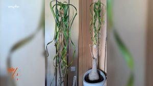 Elefantenfuß lässt die Blätter hängen