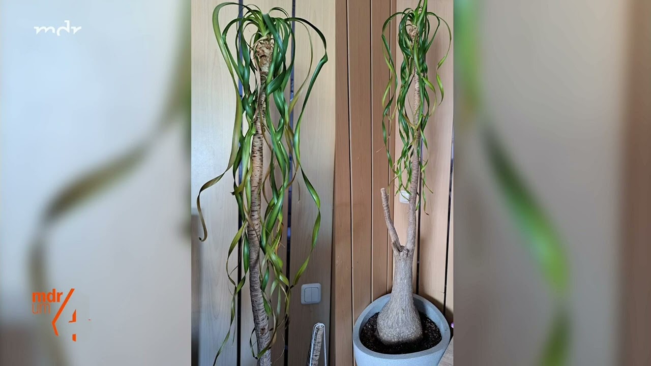 deutschland kaktus Cactus Opuntia | 120cm | Online kaufen