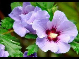 Hibiskus überwintern
