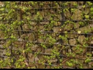 Hortensie wächst nicht