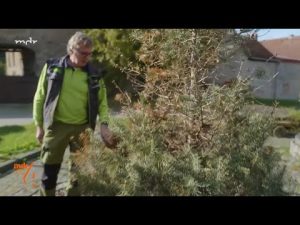 Stress bei der Coloradotanne