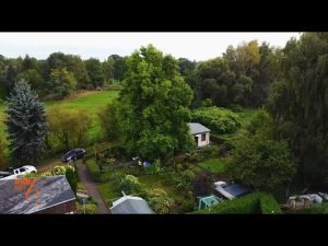 Tulpenbaum richtig schneiden