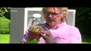 Blattläuse im Garten mit Ohrenkneifern vertreiben