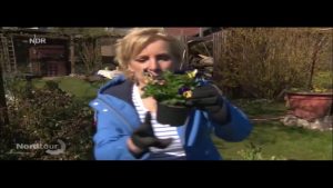 Blumen pflanzen im Frühjahr