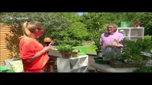 Blattläuse natürlich vertreiben mit Brennnesseln