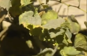 WEIN WIEDER FIT MACHEN