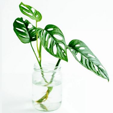 Natürliche Pflege für Monstera
