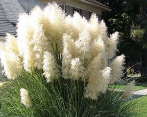 Pampasgras schützen