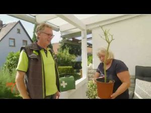 Wurzelprobleme beim Ilex