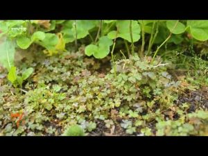 Klee biologisch bekämpfen