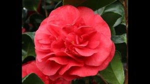 Die Kamelie ist keine Zimmerpflanze