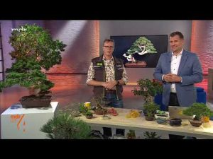Bonsai gießen und düngen