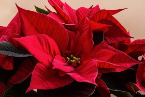 Weihnachtsstern nachhaltig pflegen mit René Wadas