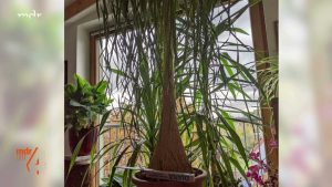 Elefantenfuß umtopfen