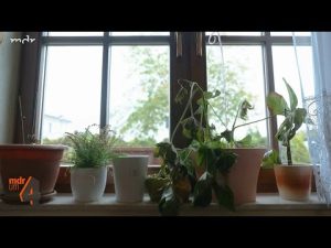 Zimmerpflanzen für dunkle Räume