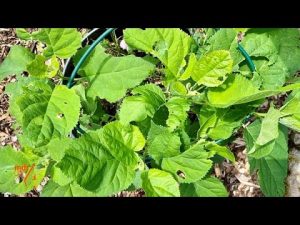 Wanzen an Hortensien