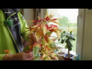 Pflegetipps für den Fuchsschwanz