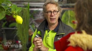 Schädlinge bekämpfen mit Orangenöl und Streichhölzern