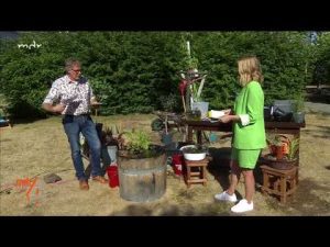 Wollläusebefall am Elefantenohr