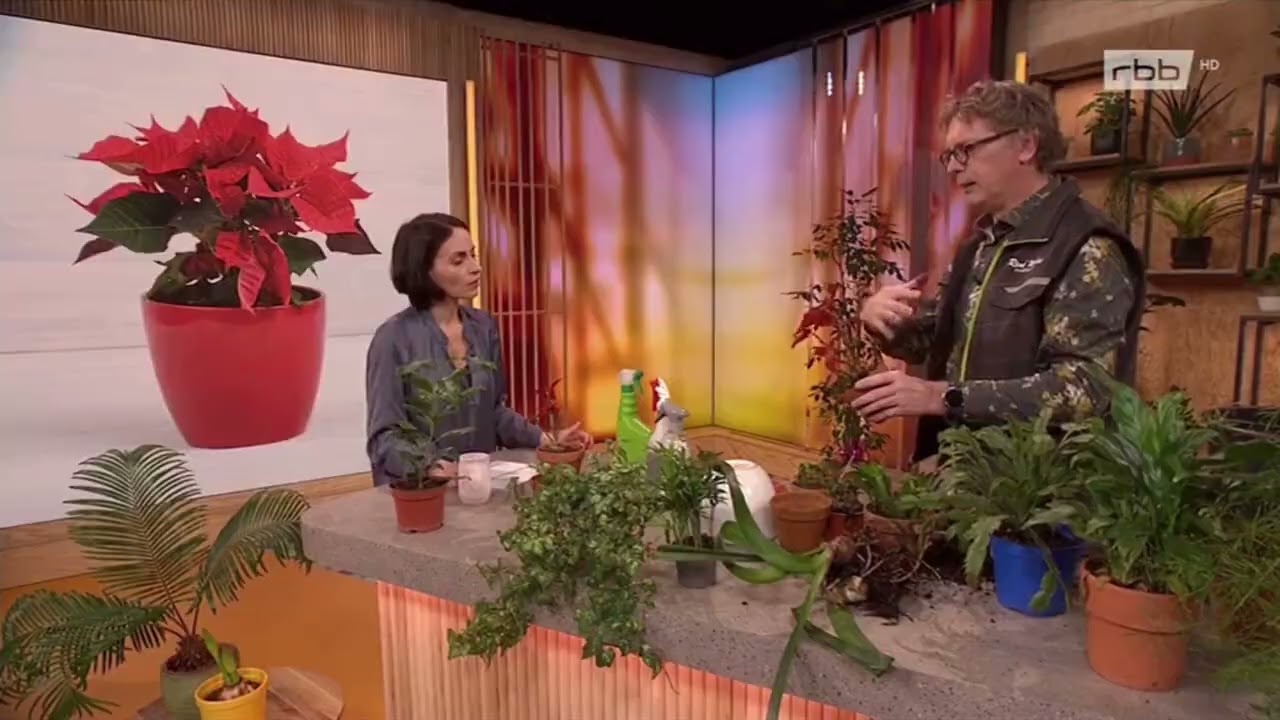 Weihnachtsstern nachhaltig pflegen: Kauf, Gießen, Überwintern – Tipps von Pflanzenarzt René Wadas