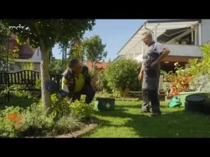 Hortensie blüht nicht