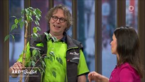 Zimmerpflanzen Frühjahrskur